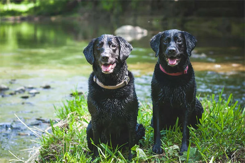 犬の耳感染症を予防・改善！獣医師も推奨する自宅ケアの正解