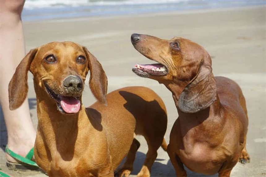 犬のノミ・ダニ駆除薬おすすめ5選！選び方と効果的な使い方