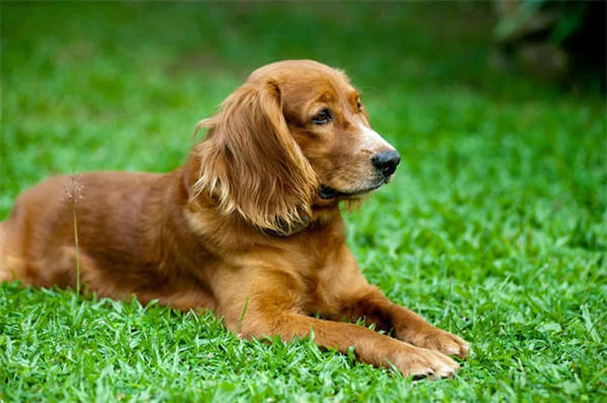 犬の去勢・避妊手術が行動に与える影響とは？メリットと注意点を徹底解説