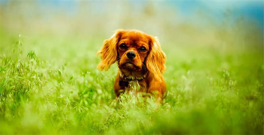 犬の知能は3歳児並み？脳の仕組みと感情の真実を解説