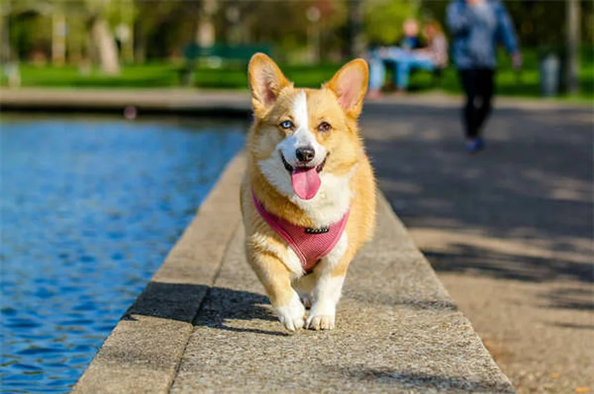 動物病院が怖くない！愛犬が尻尾を振って来院する3つの秘訣