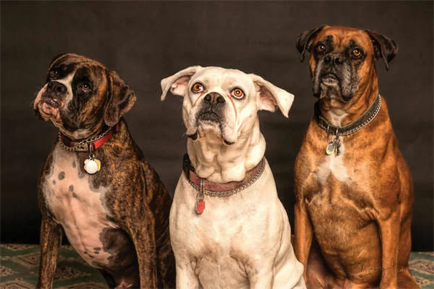 Bravecto®（ブラベクト）とは？犬猫のノミ・マダニ駆除薬の効果と副作用を徹底解説