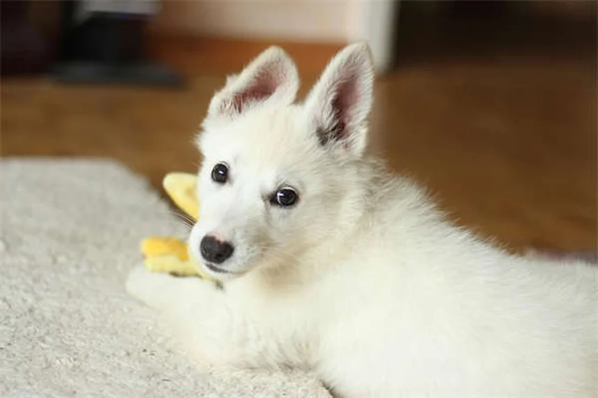 子犬から成犬へ：フード切り替えのベストタイミングと正しい方法