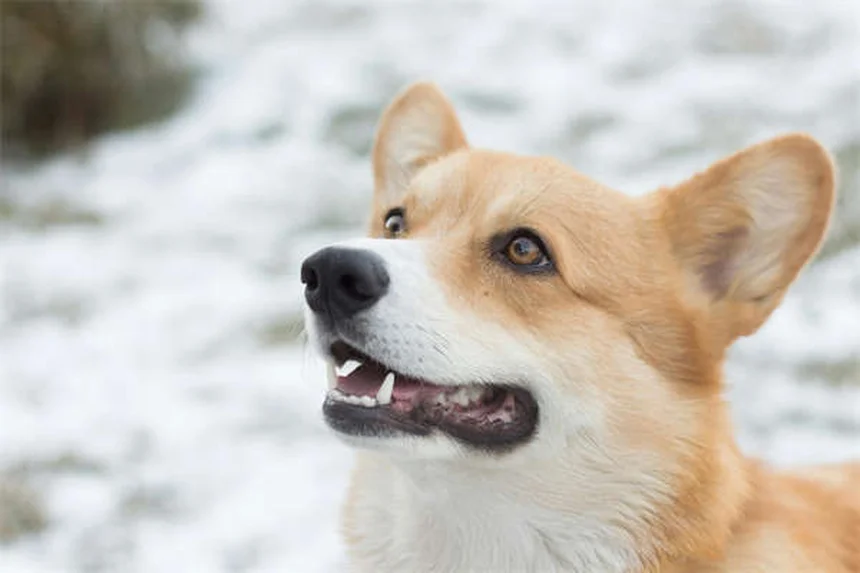 キガー・マスタングってどんな馬？特徴と飼い方のコツを完全ガイド