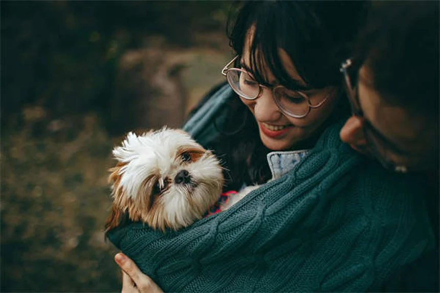 グレーハウンドの飼い方：初心者が知るべき5つのポイントと真実