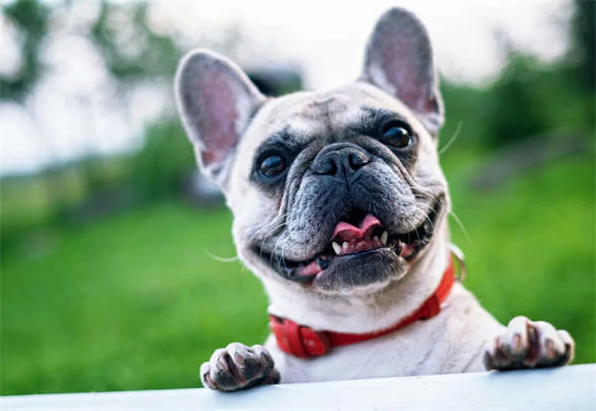 犬の食欲不振にミルタザピンを使う前に知っておきたい7つのポイント