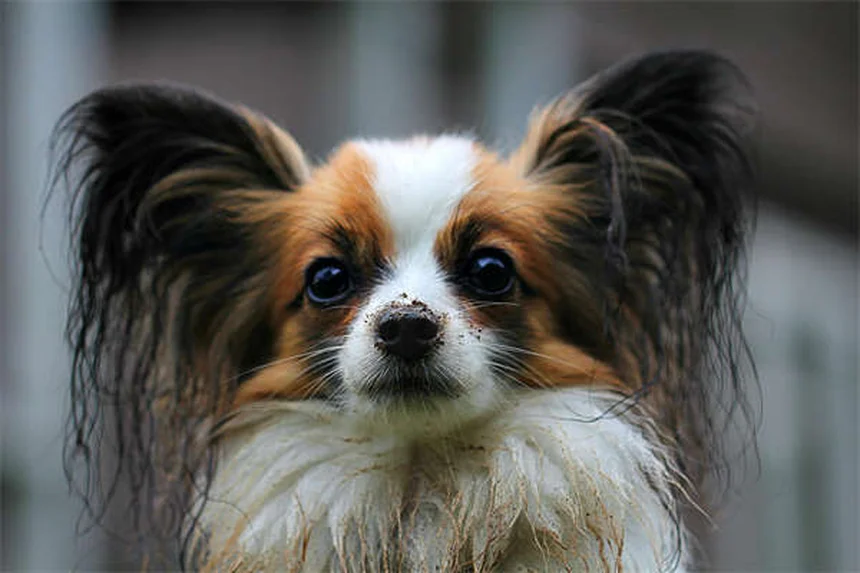 犬の食欲不振にミルタザピンを使う前に知っておきたい7つのポイント
