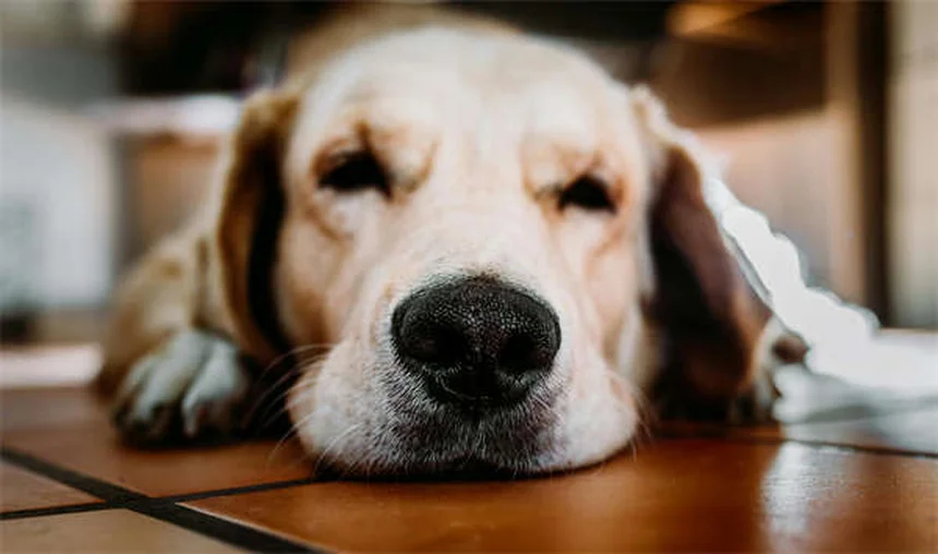 白猫14品種を徹底比較！飼いやすさと健康管理のポイント