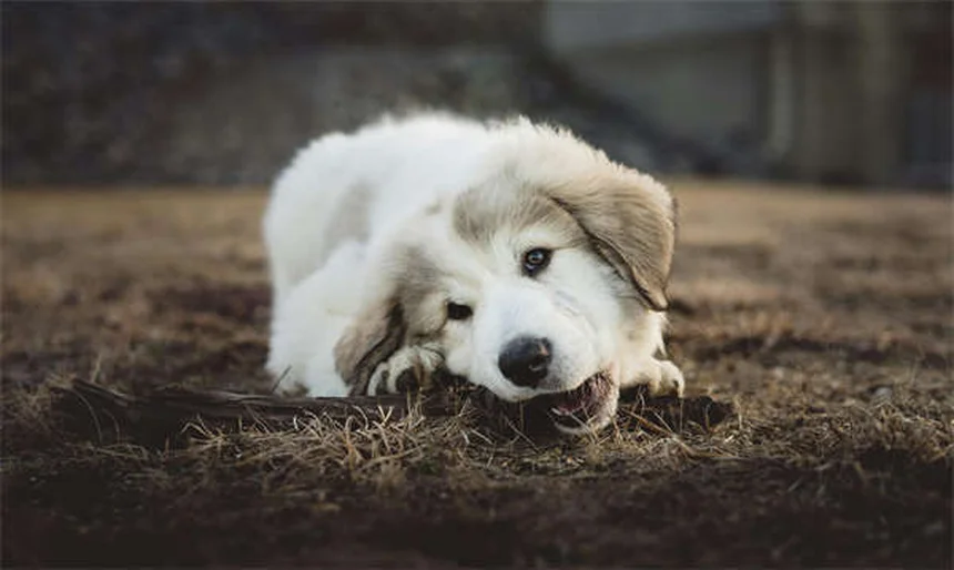 子犬の睡眠習慣の作り方、実体験から学ぶ3つのコツ