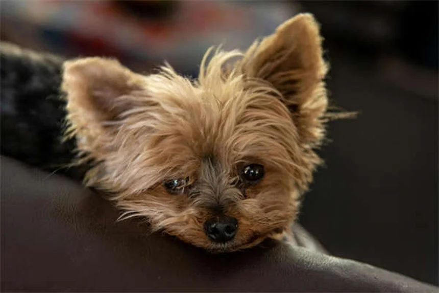 犬の狼爪の正体とケア方法｜知っておくべき5つのポイント