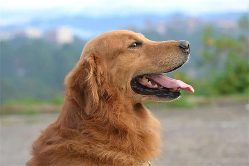 犬の狼爪の正体とケア方法｜知っておくべき5つのポイント
