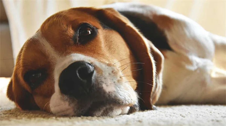 ペットと旅行する5つの必須ポイント｜愛犬・愛猫と安全に楽しむコツ