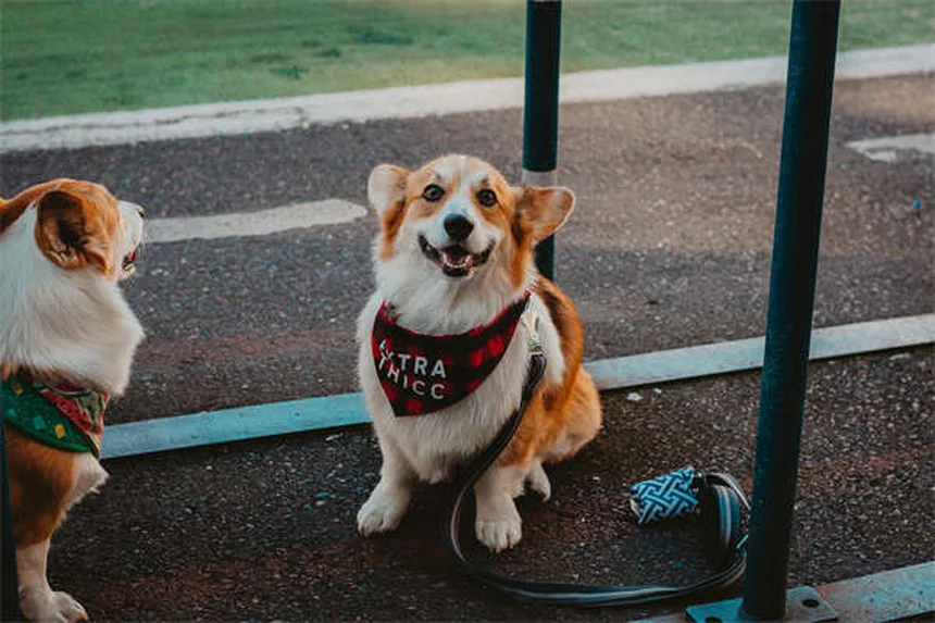 ペットフェロモンの効果は？犬と猫でこんなに違う正しい使い方や注意点