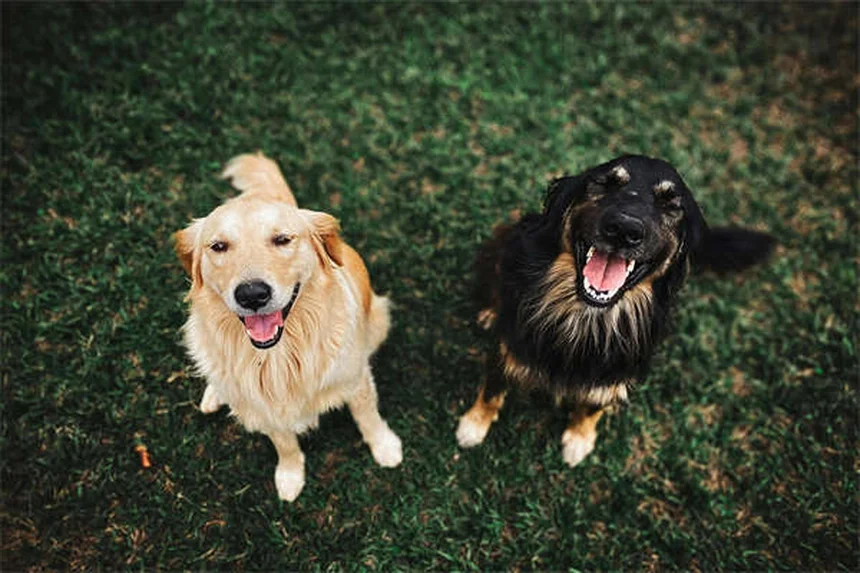 愛犬用知育おもちゃの選び方と効果を最大化するコツ