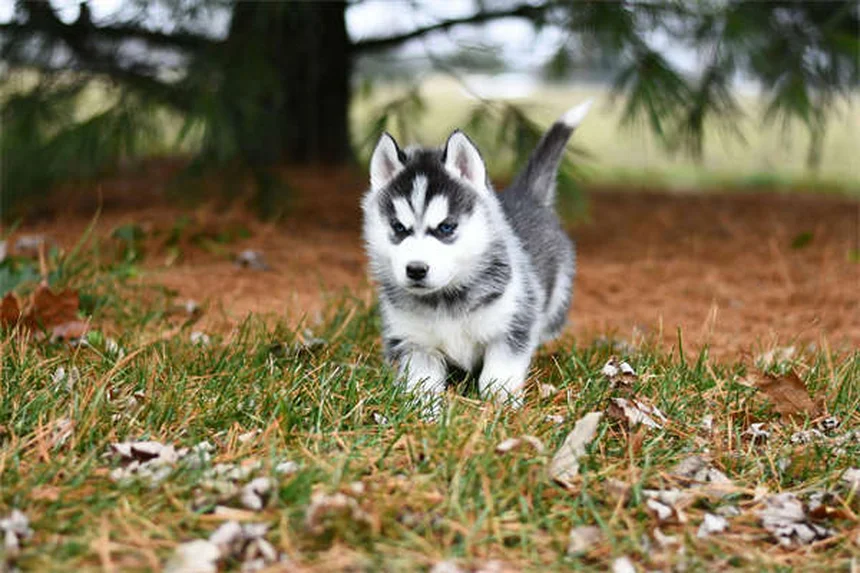 愛犬用知育おもちゃの選び方と効果を最大化するコツ