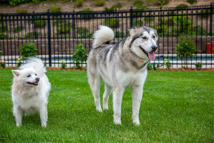 春に潜むペットの危険20選！愛犬・愛猫を守る飼い主の必須知識