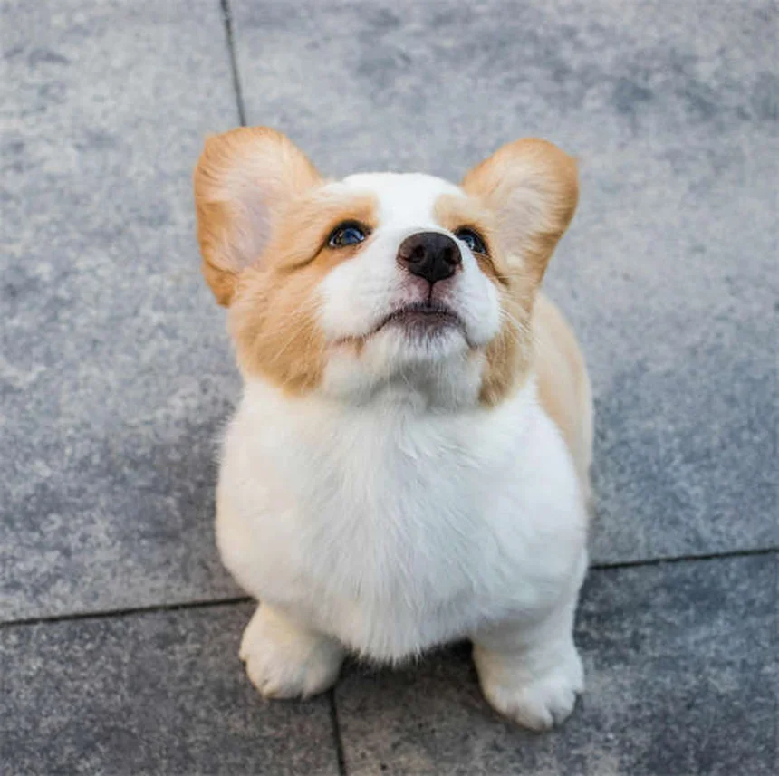 春に潜むペットの危険20選！愛犬・愛猫を守る飼い主の必須知識