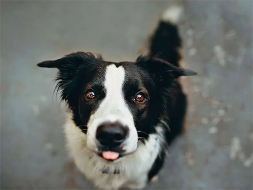 犬と飼い主の性格が似る3つの理由と科学的根拠