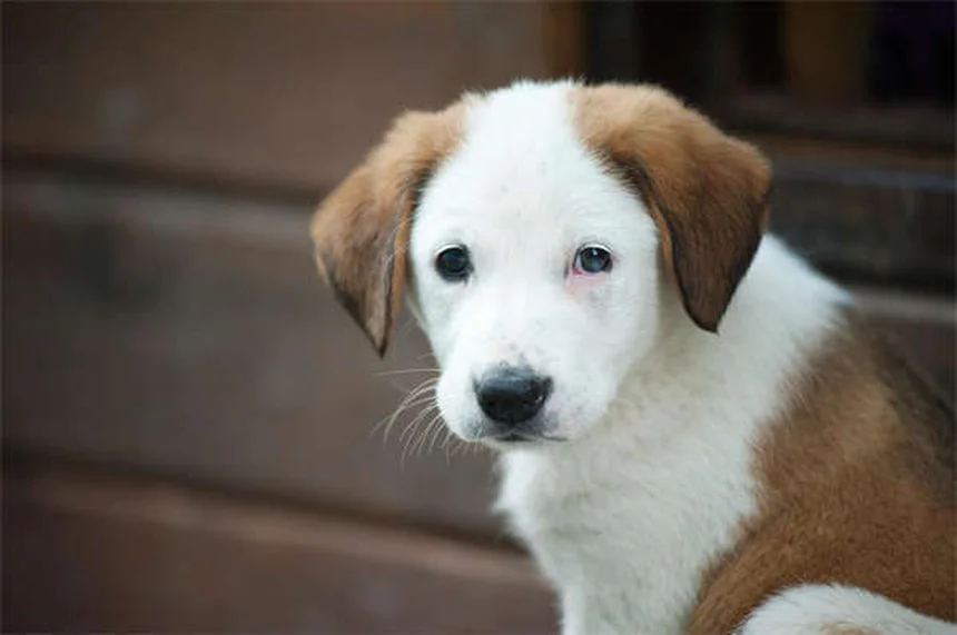 犬と飼い主の性格が似る3つの理由と科学的根拠