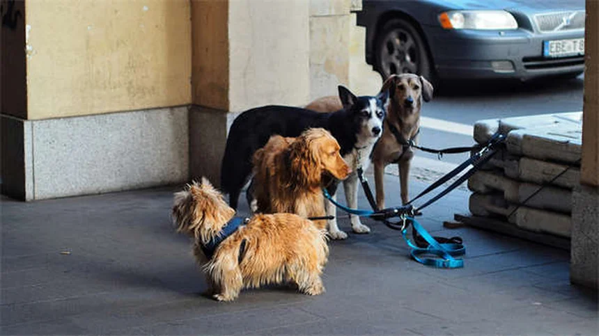 犬の痒み止め薬Zenreliaとは？効果・副作用・Apoquelとの違いを徹底解説