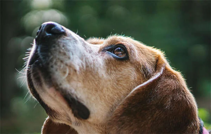 犬の痒み止め薬Zenreliaとは？効果・副作用・Apoquelとの違いを徹底解説