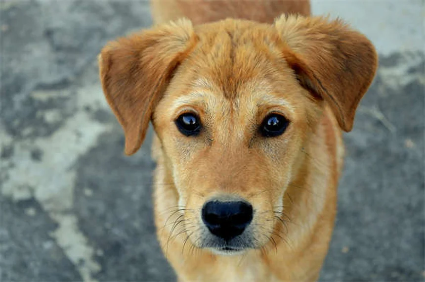 犬の季節性アレルギー：症状・原因と自宅でできる対策5選