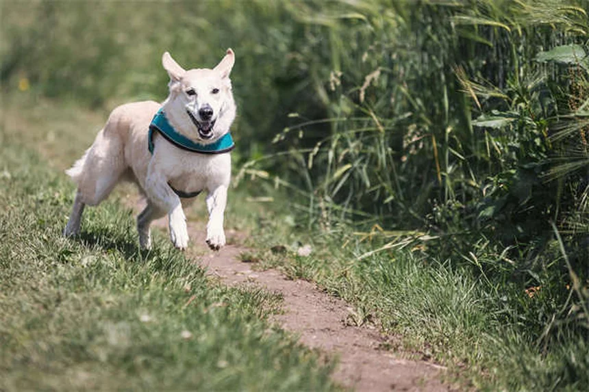 犬の体重を増やすドッグフードの選び方と与え方【獣医師監修】