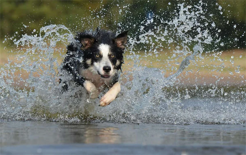 犬用おもちゃの安全な選び方｜BPAフリー・ノントキシックの本当の意味