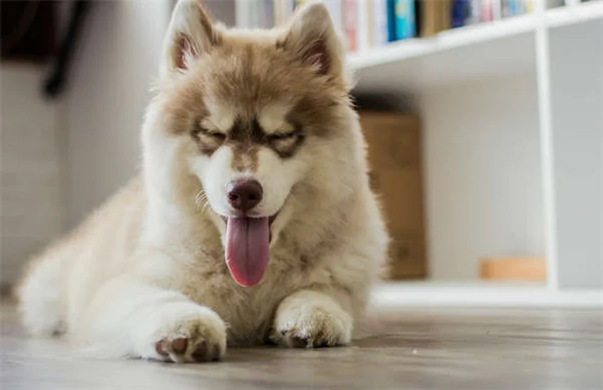 馬の狂犬病とは？症状から予防接種まで徹底解説