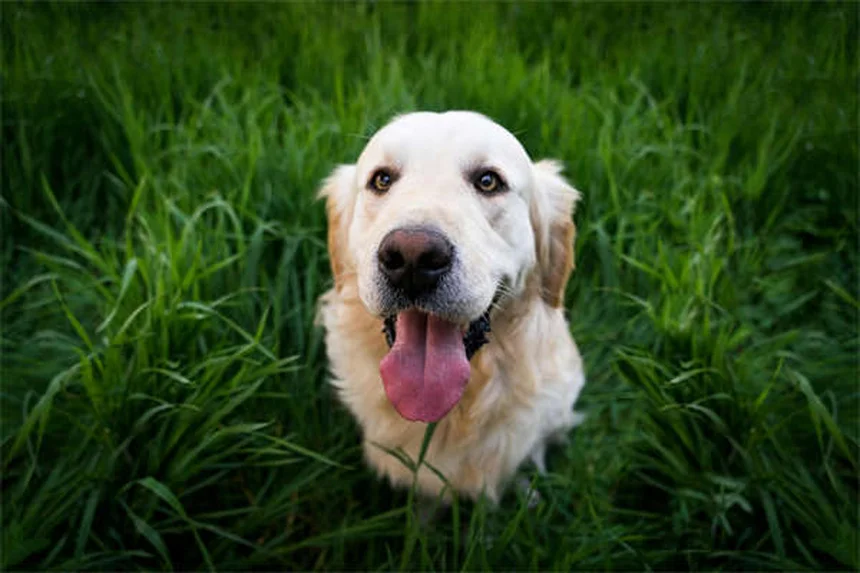 馬の狂犬病とは？症状から予防接種まで徹底解説