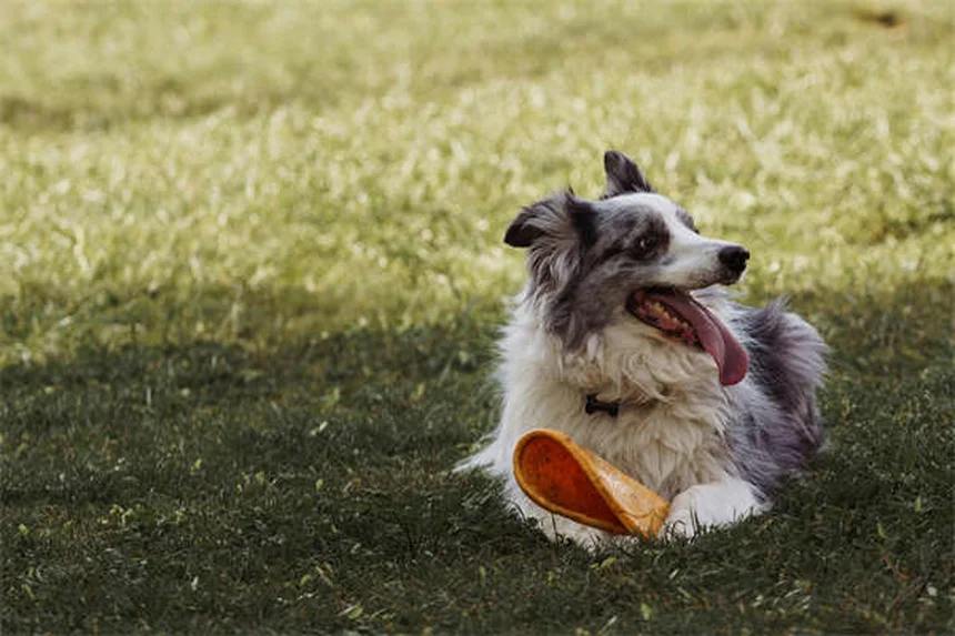 ペット保険の料金相場は？犬と猫の月額費用を徹底比較