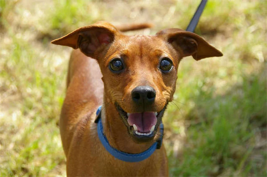 撫でられるのが苦手な犬の理由と愛情の伝え方7つ